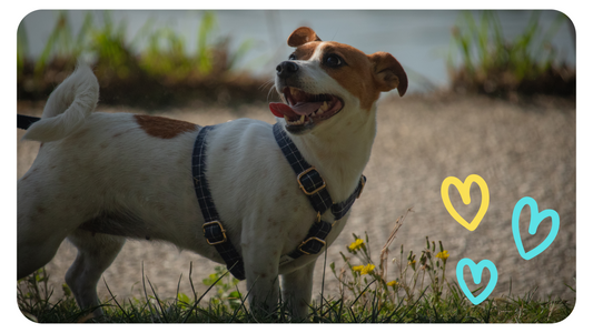 Pourquoi adopter un Jack Russell Terrier ? - Pooch Club