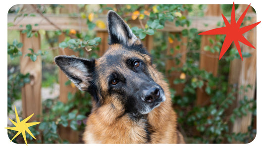 Les Raisons de choisir un Berger Allemand comme Compagnon Canin - Pooch Club