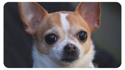 Pourquoi adopter un Chihuahua ? - Pooch Club