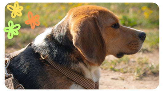 Pourquoi choisir un Beagle comme compagnon : Les charmes d'une race unique - Pooch Club