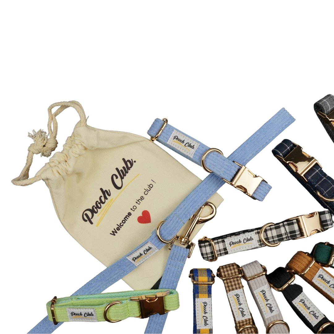 Le Carreaux de Windsor ⚜️ Petit toutou 💛 XS#- Pooch Club