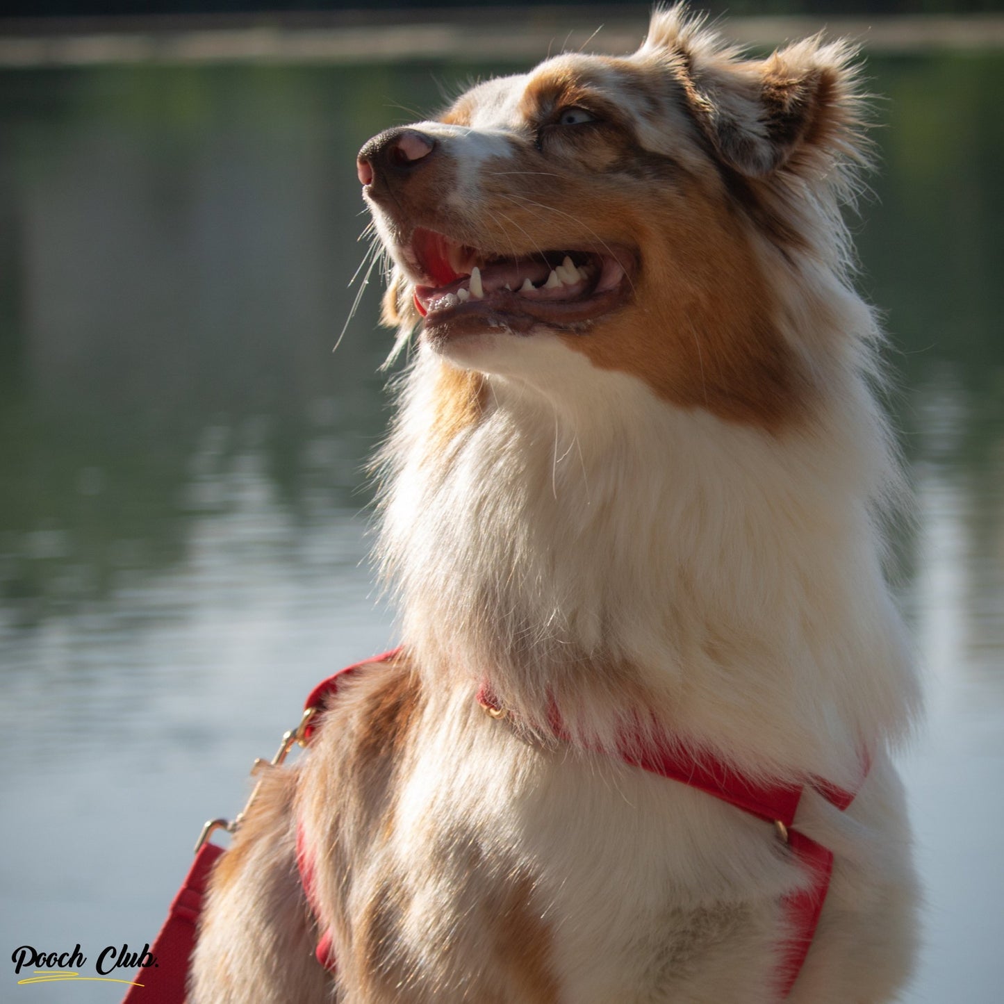 Le Velours Cerise 🍒