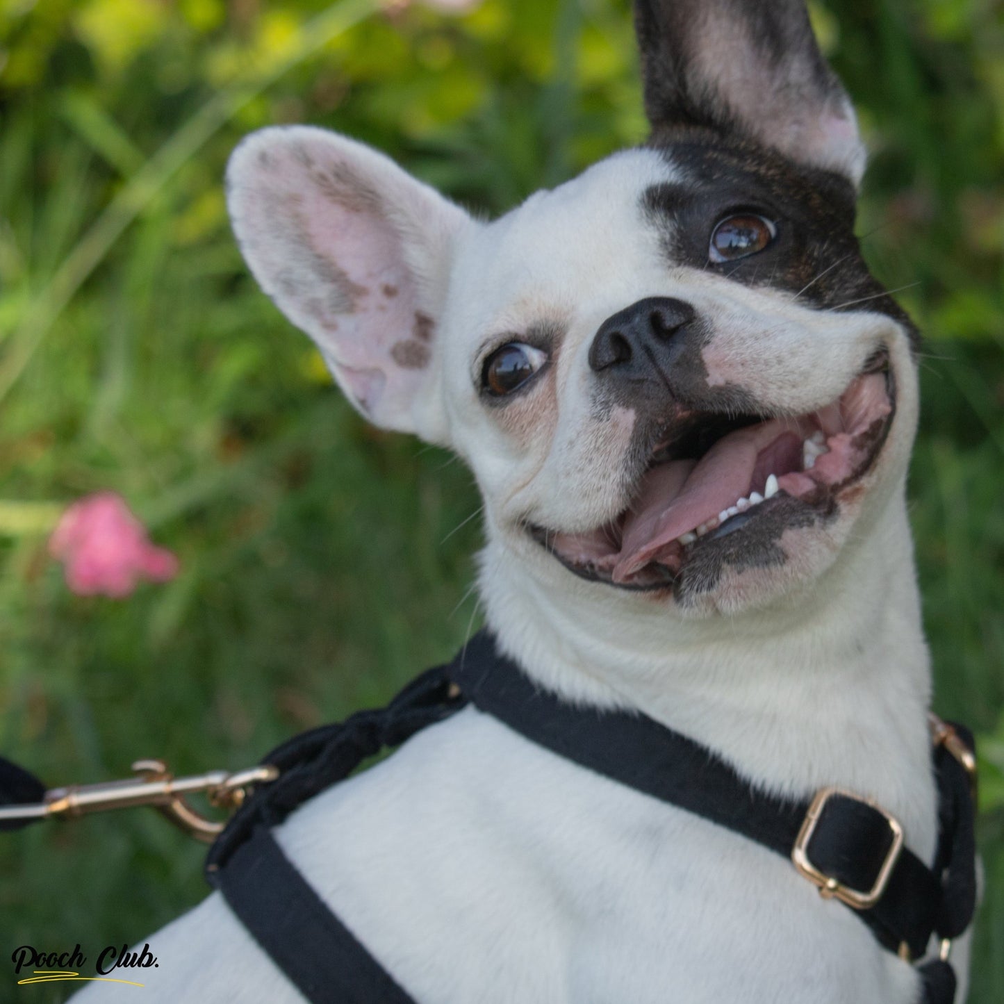 Le Velours Ébène 🖤