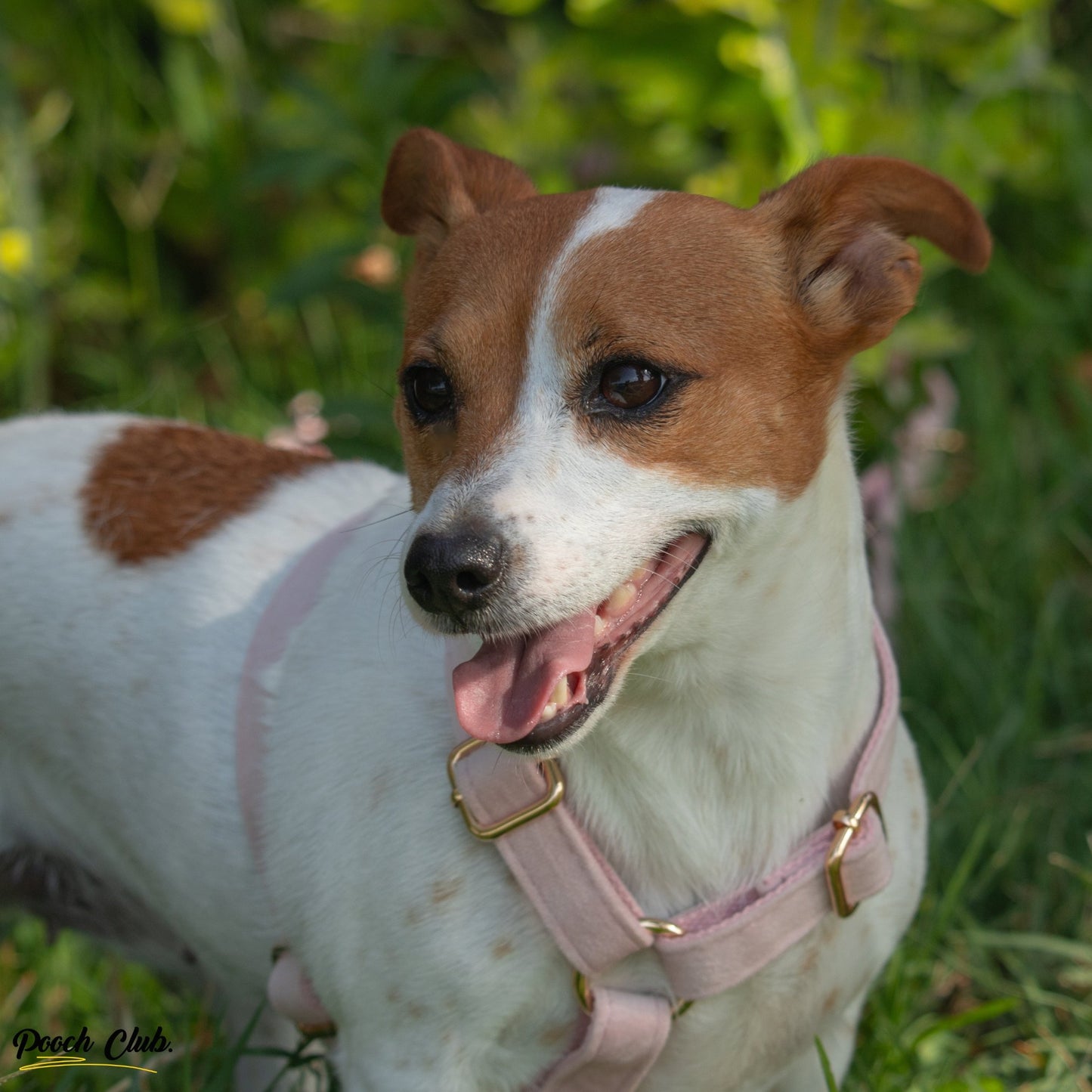 Le Velours Hibiscus 🌺