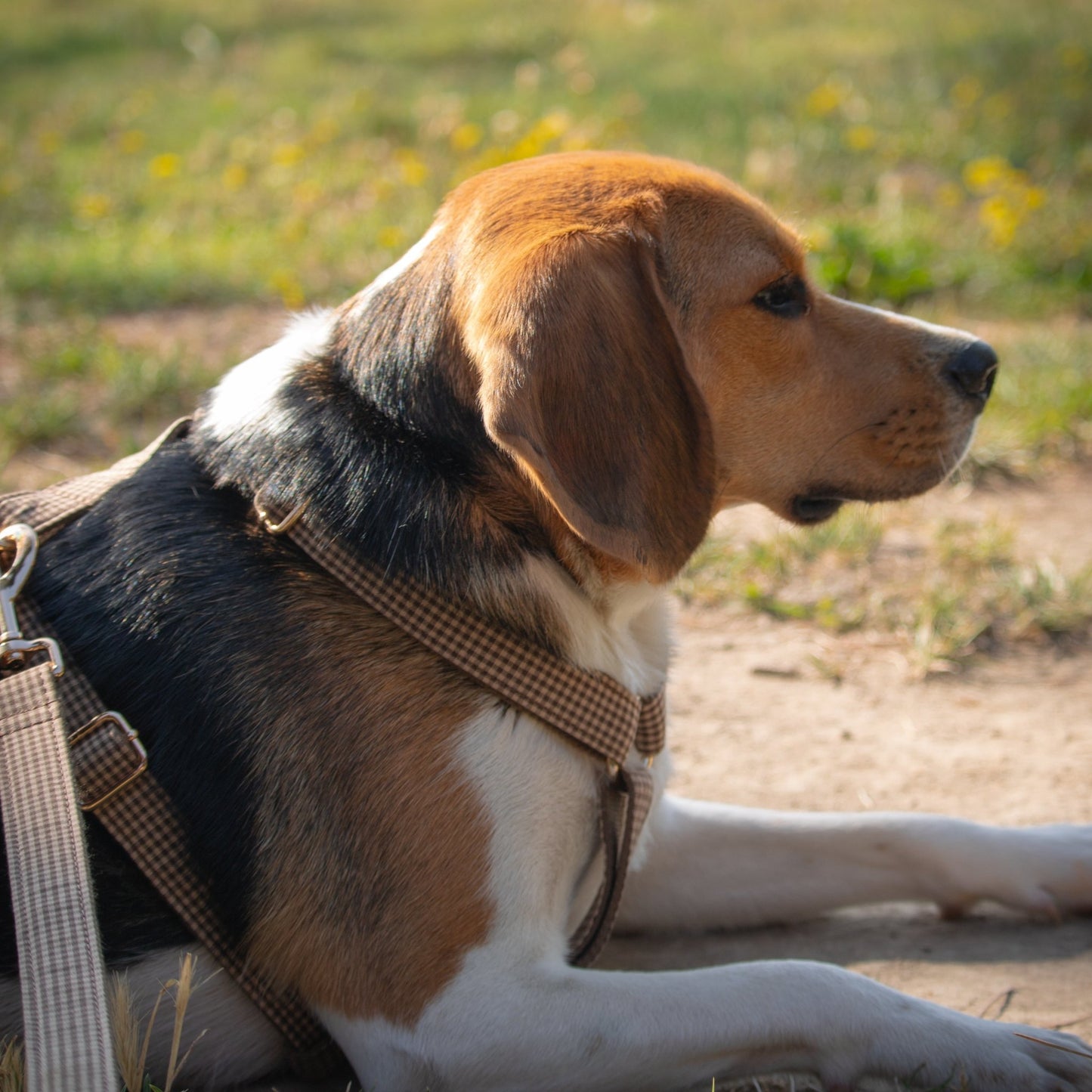 Le Vichy noisette 🐿️