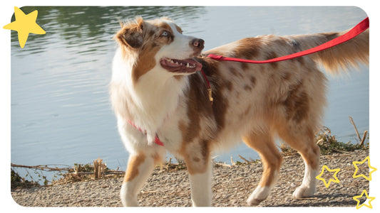 Berger Australien : Un Compagnon Polyvalent et Plein de Vie - Pooch Club