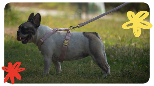 Bouledogue Français : Charme, Caractère et Compagnie Assurée - Pooch Club