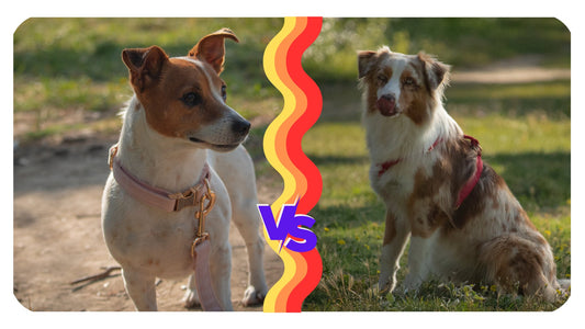 Petits ou grands chiens: Quel compagnon canin est fait pour vous ? - Pooch Club
