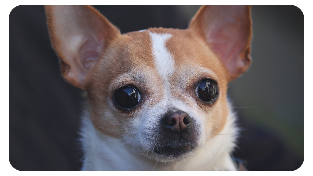 Pourquoi adopter un Chihuahua ? - Pooch Club