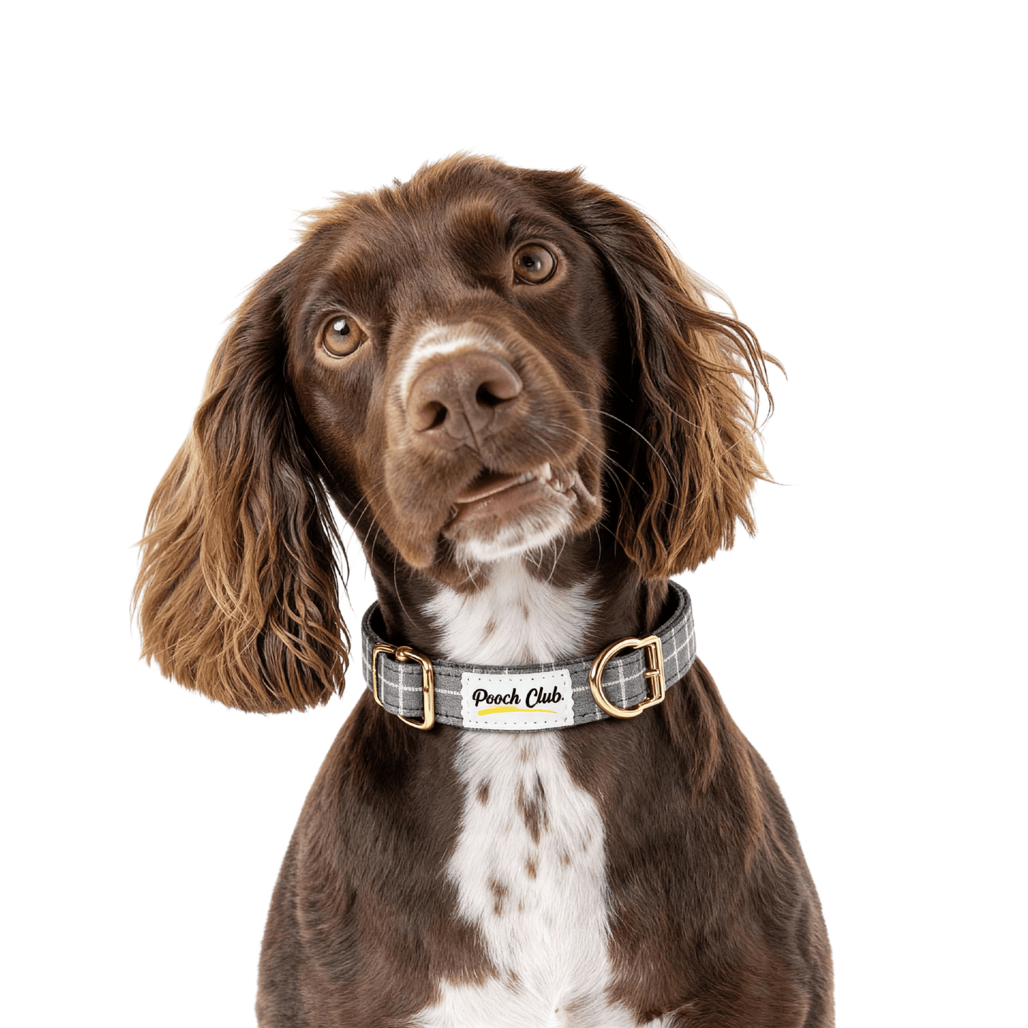 Le Carreaux de Windsor ⚜️ Petit toutou 💛 XS - Pooch Club