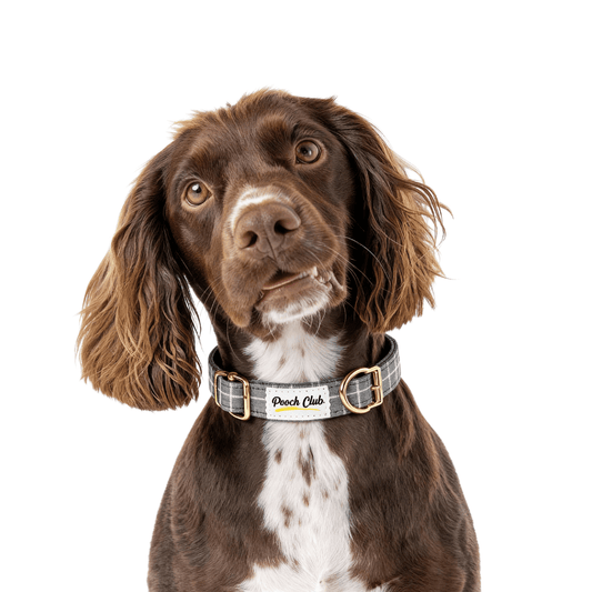 Le Carreaux de Windsor ⚜️ Petit toutou 💛 XS - Pooch Club