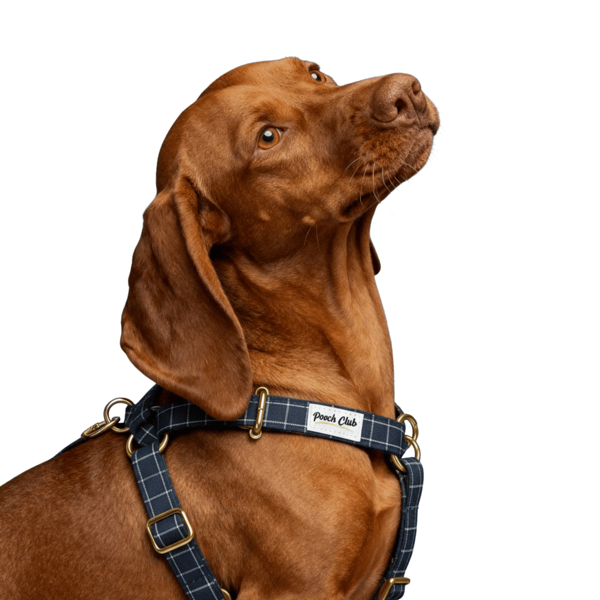 Le Carreaux Marin 👨‍✈️ Petit toutou 💛 XS - Pooch Club