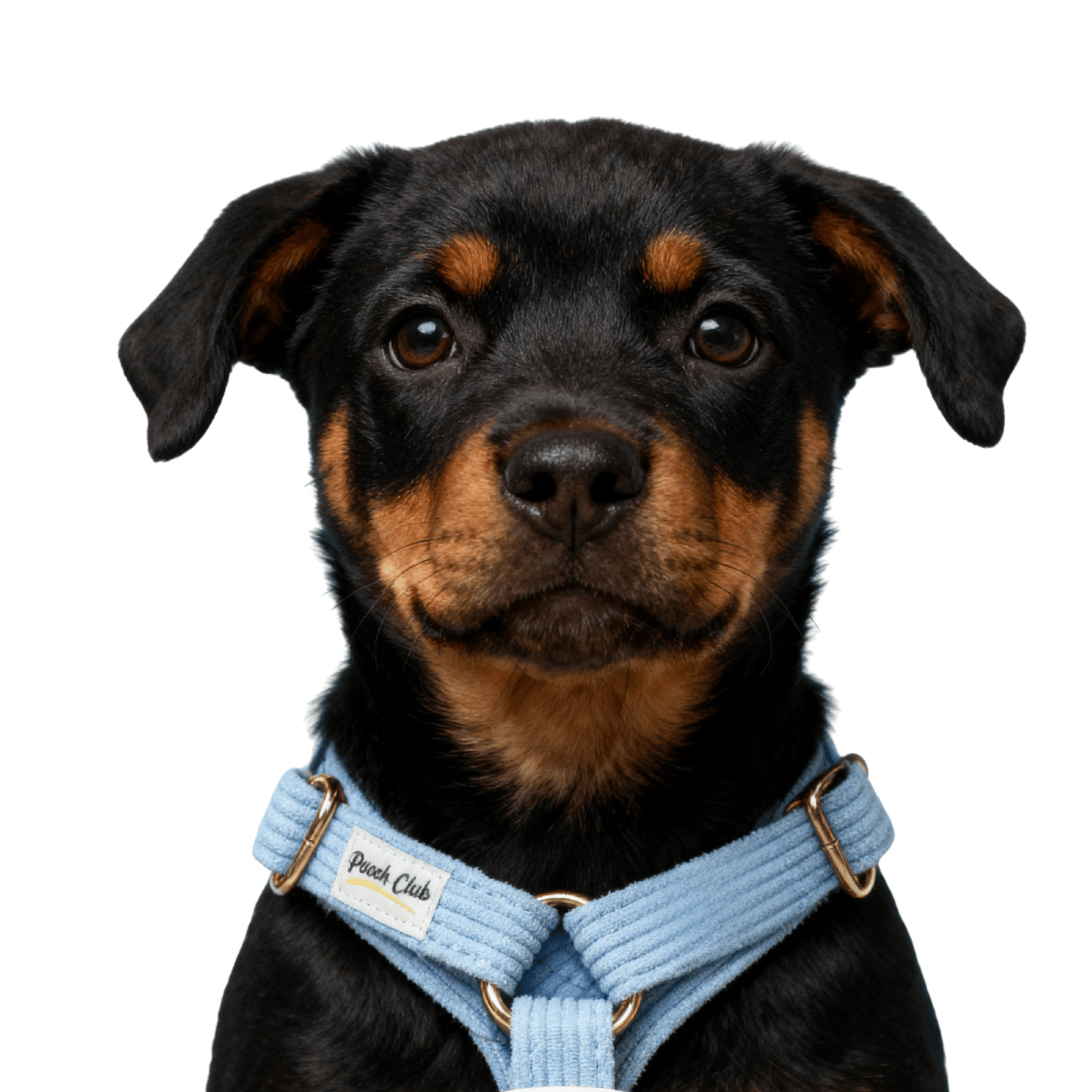 Le Côtelé Lavande 🌸 Petit toutou 💛 XS - Pooch Club