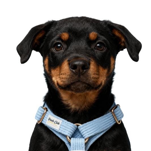 Le Côtelé Lavande 🌸 Petit toutou 💛 XS - Pooch Club