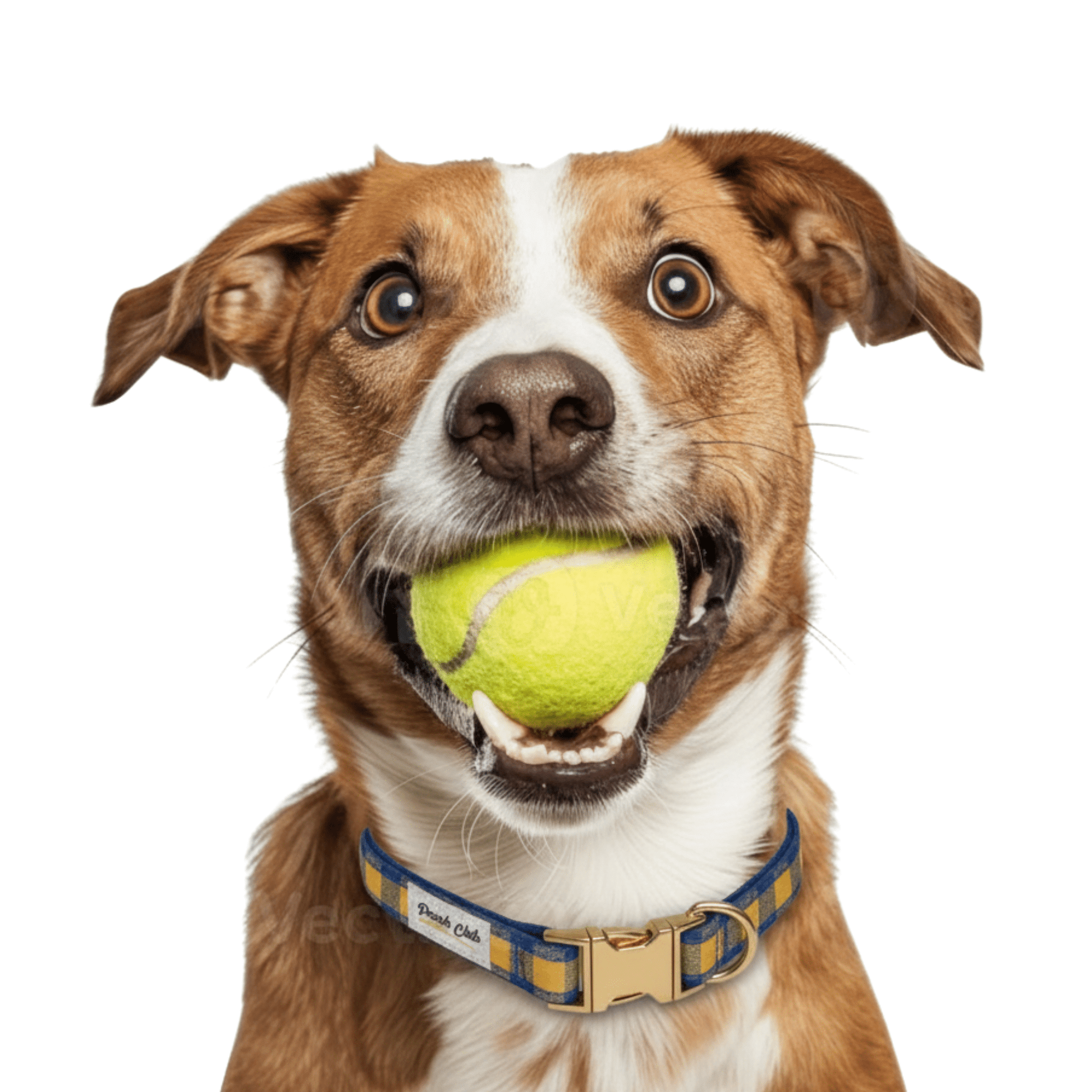 Le Tartan Abeille 🐝 Petit toutou 💛 XS - Pooch Club