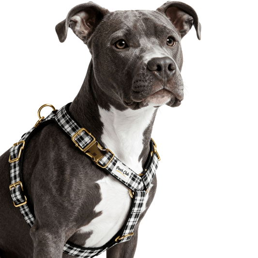 Le Tartan James Hogg 🔲 Petit toutou 💛 XS - Pooch Club