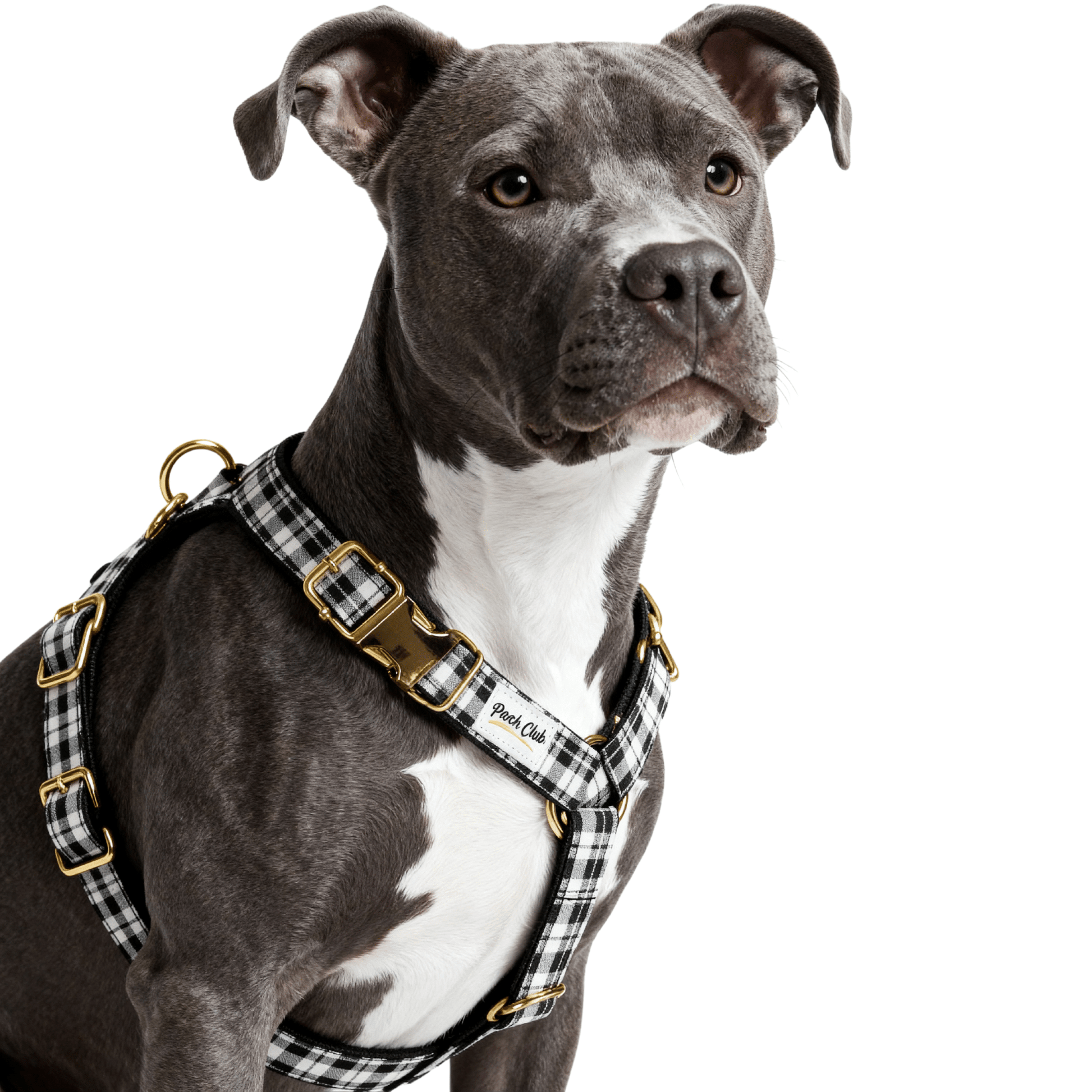 Le Tartan James Hogg 🔲 Petit toutou 💛 XS - Pooch Club