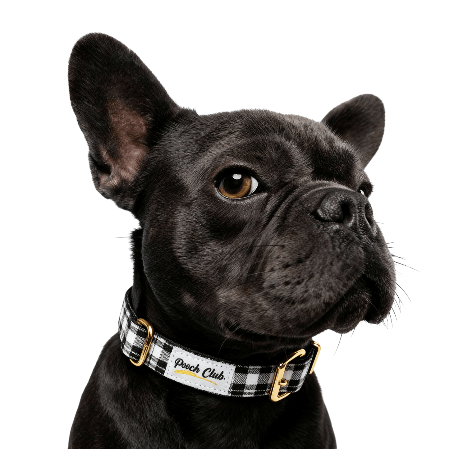 Le Tartan James Hogg 🔲 Petit toutou 💛 XS - Pooch Club