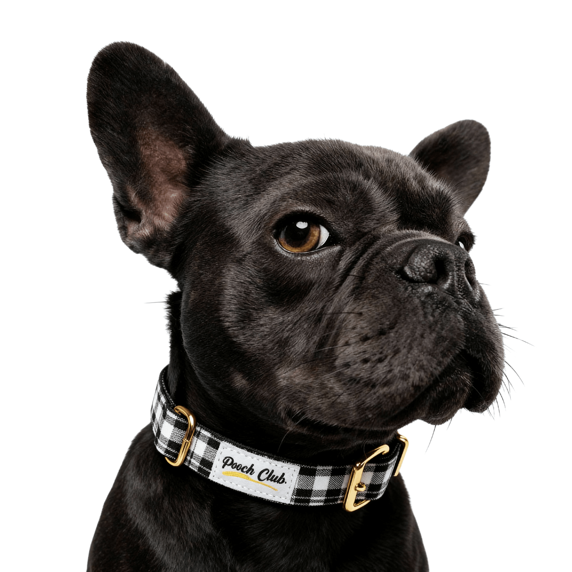 Le Tartan James Hogg 🔲 Petit toutou 💛 XS - Pooch Club