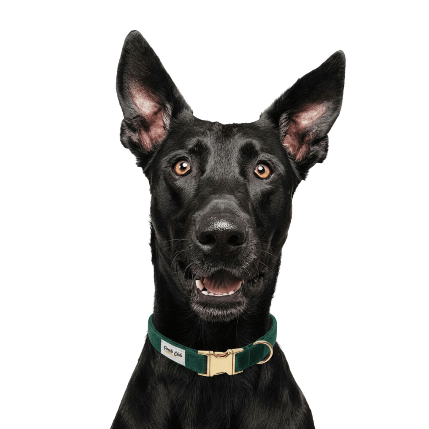 Le Velours Anglais 🌲 Petit toutou 💛 XS - Pooch Club