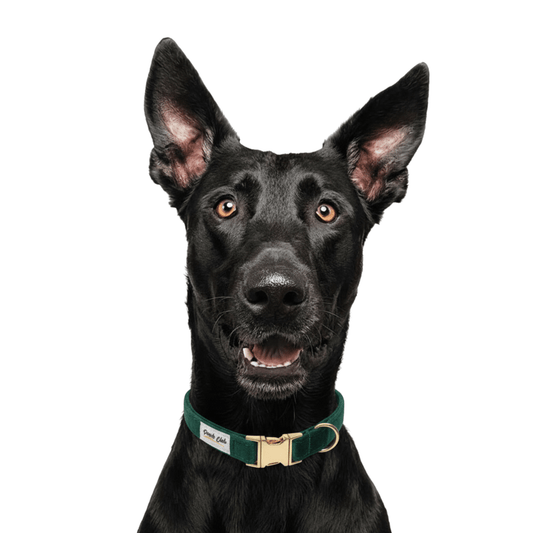 Le Velours Anglais 🌲 Petit toutou 💛 XS - Pooch Club