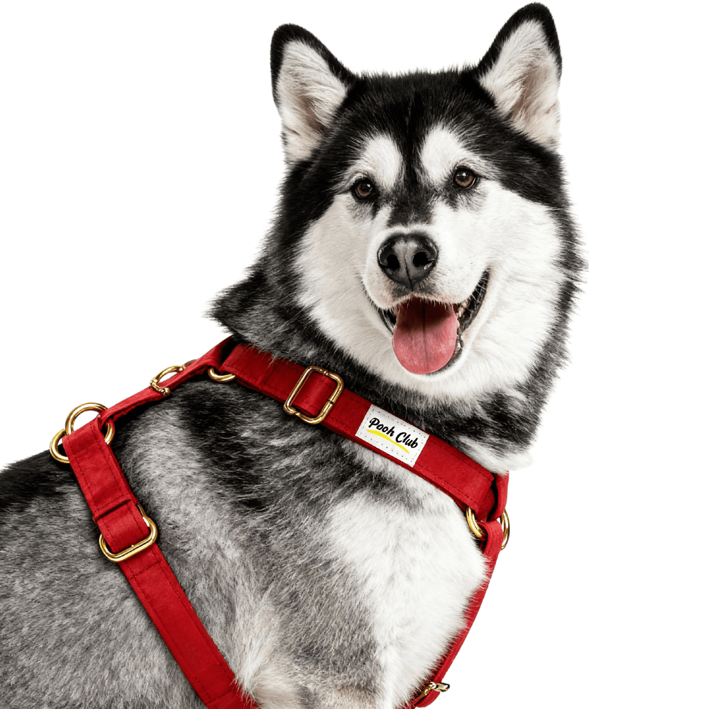 Le Velours Cerise 🍒 Petit toutou 💛 XS - Pooch Club