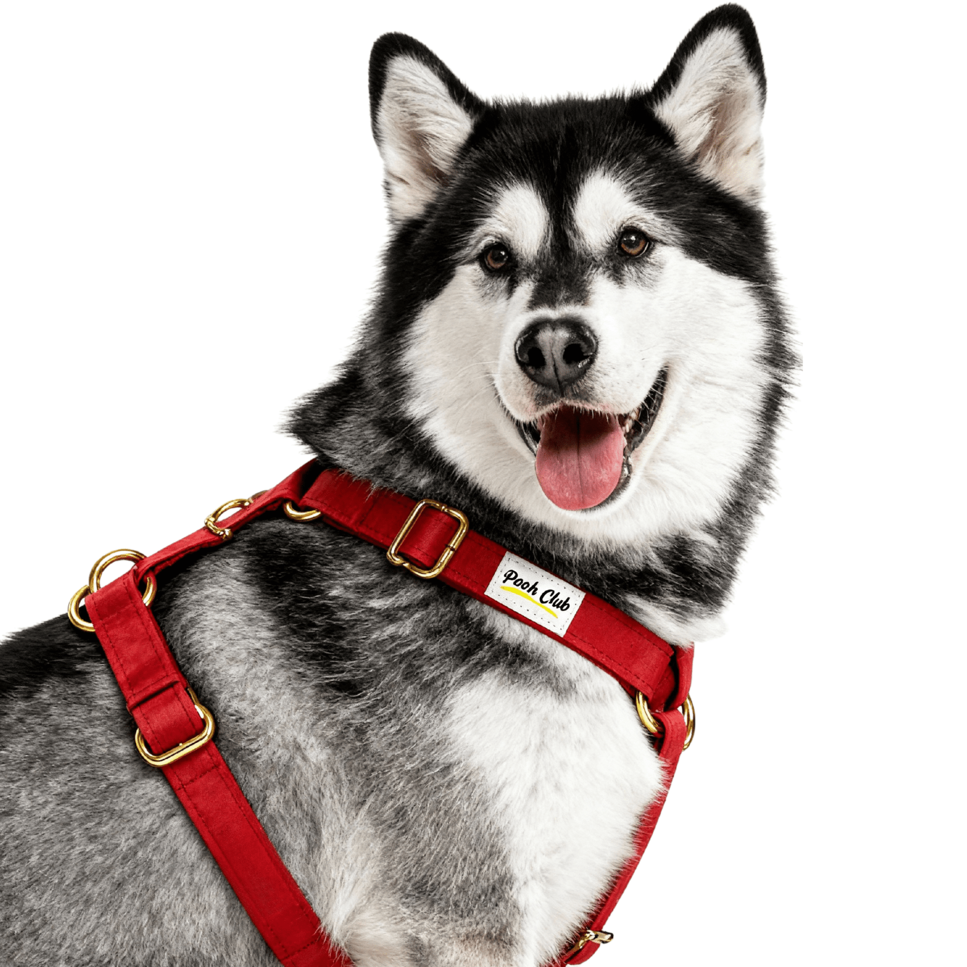 Le Velours Cerise 🍒 Petit toutou 💛 XS - Pooch Club