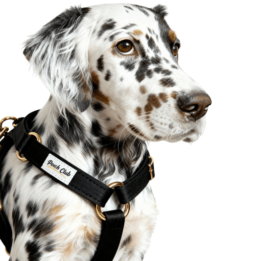 Le Velours Ébène 🖤 Petit toutou 💛 XS - Pooch Club