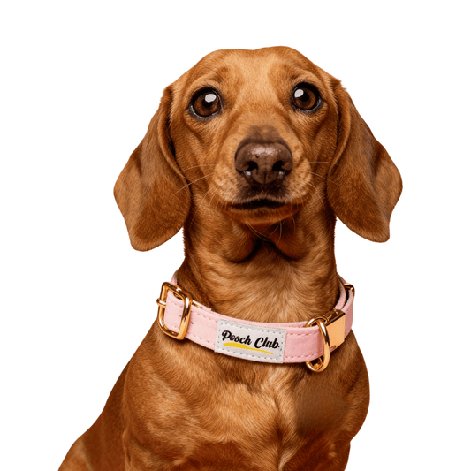 Le Velours Hibiscus 🌺 Petit toutou 💛 XS - Pooch Club