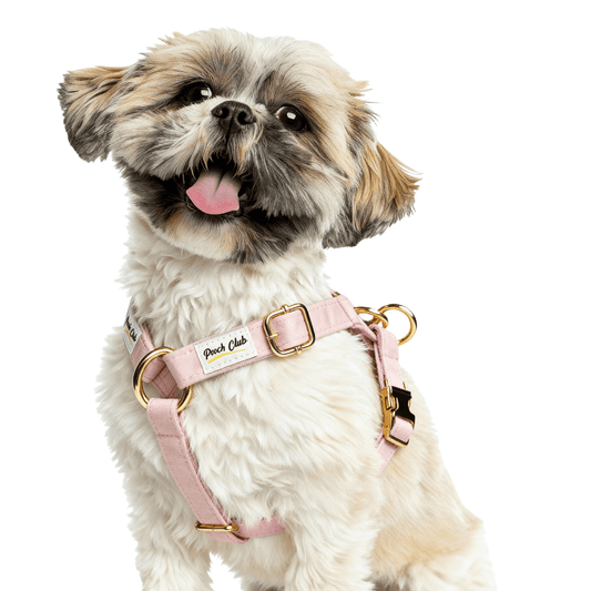 Le Velours Hibiscus 🌺 Petit toutou 💛 XS - Pooch Club