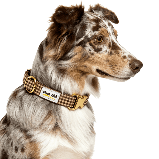 Le Vichy noisette 🐿️ Petit toutou 💛 XS - Pooch Club