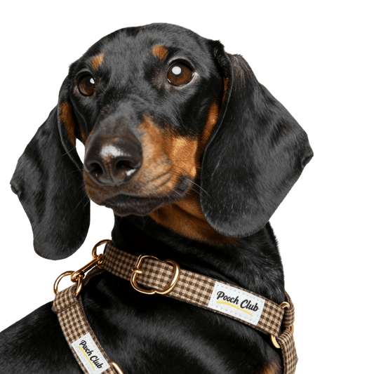 Le Vichy noisette 🐿️ Petit toutou 💛 XS - Pooch Club